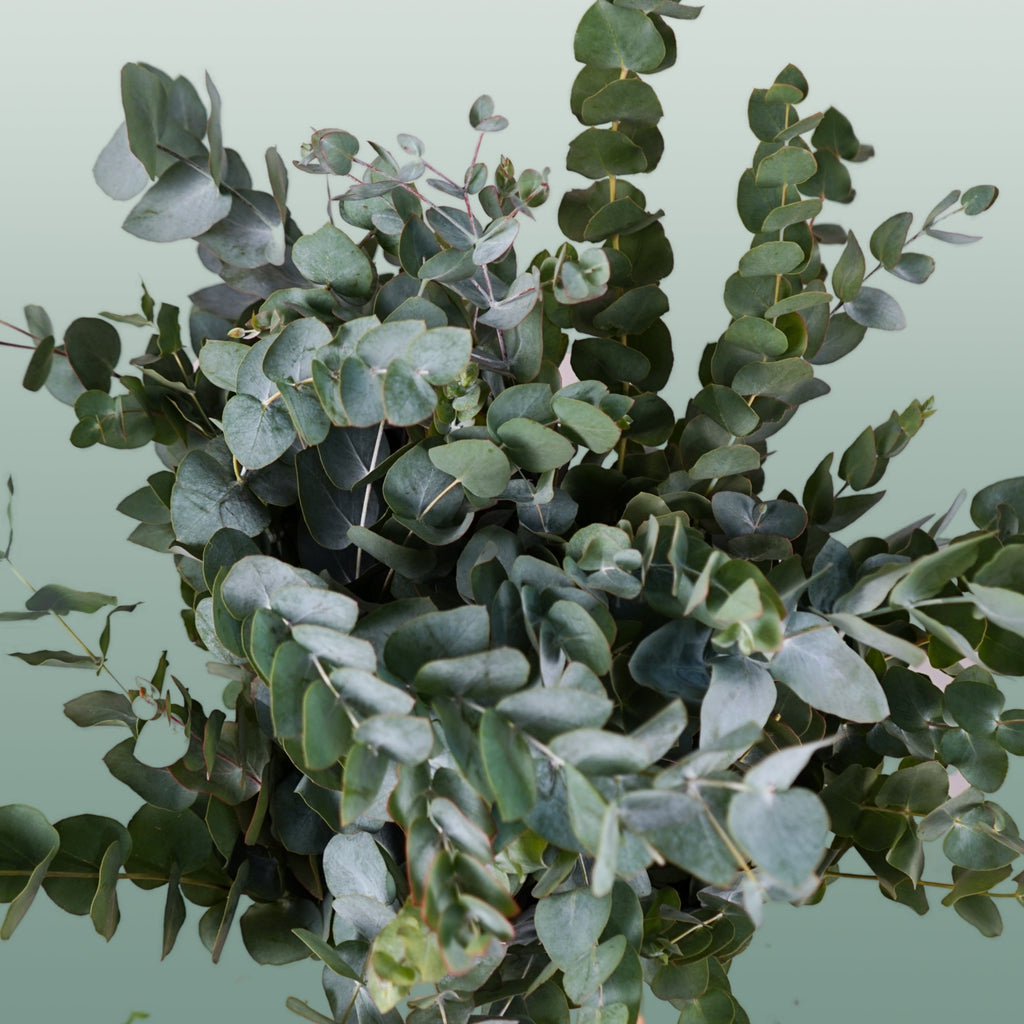 Eucalyptus - Eucalyptus cinerea - Per Bos Cinerea