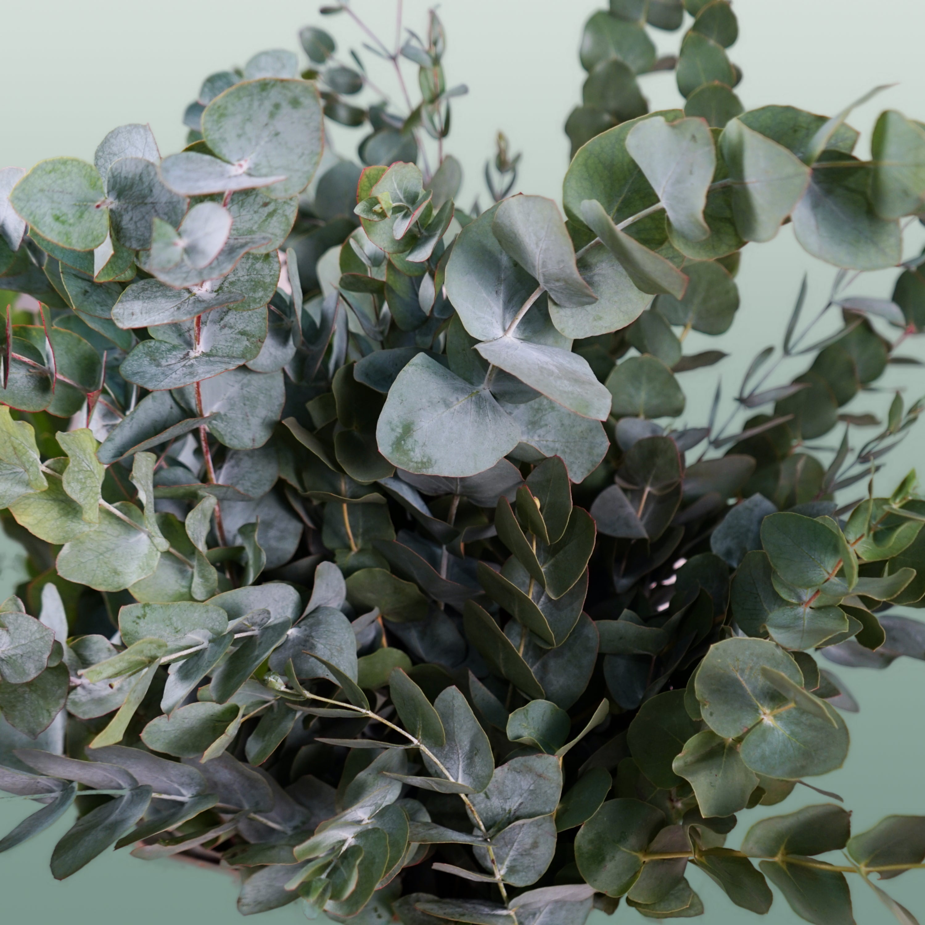 Eucalyptus - Eucalyptus cinerea - Per Bos Cinerea