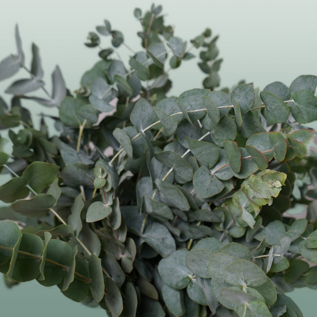 Eucalyptus - Eucalyptus cinerea - Per Bos Cinerea