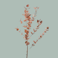 GR Eucalypthus Cinerea Dyed Copper