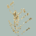 GR Eucalypthus Cinerea Dyed Gold