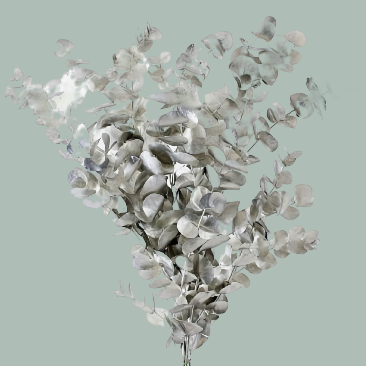 GR Eucalypthus Cinerea Dyed Silver