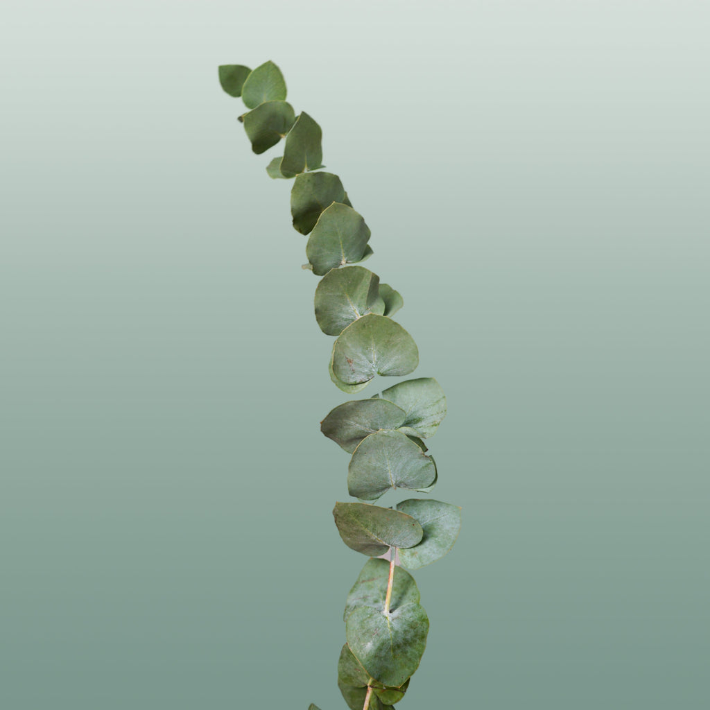 Eucalyptus - Eucalyptus cinerea - Per Bos Cinerea
