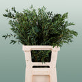 Eucalyptus - Eucalyptus - Parvula per bos