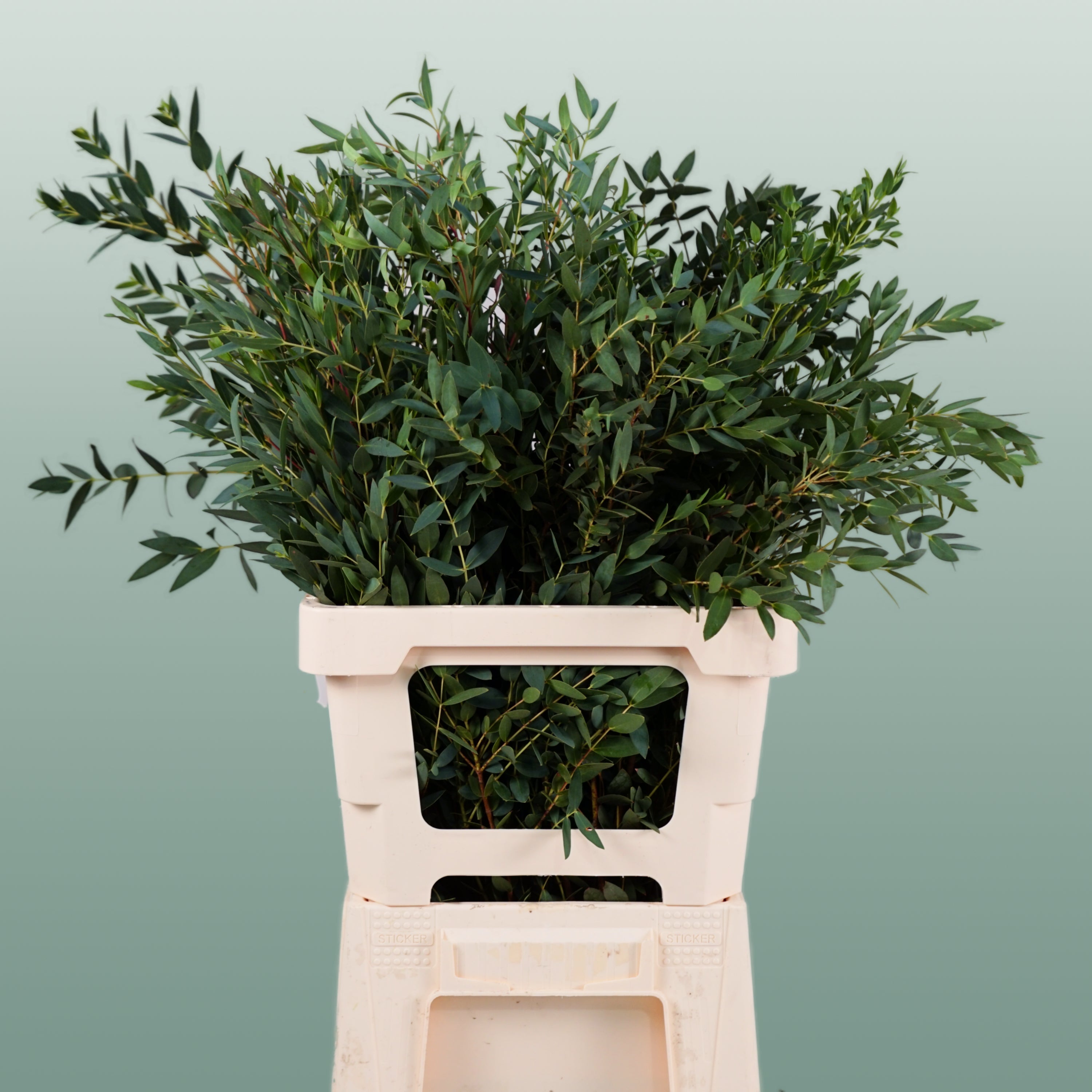 Eucalyptus - Eucalyptus - Parvula per bos