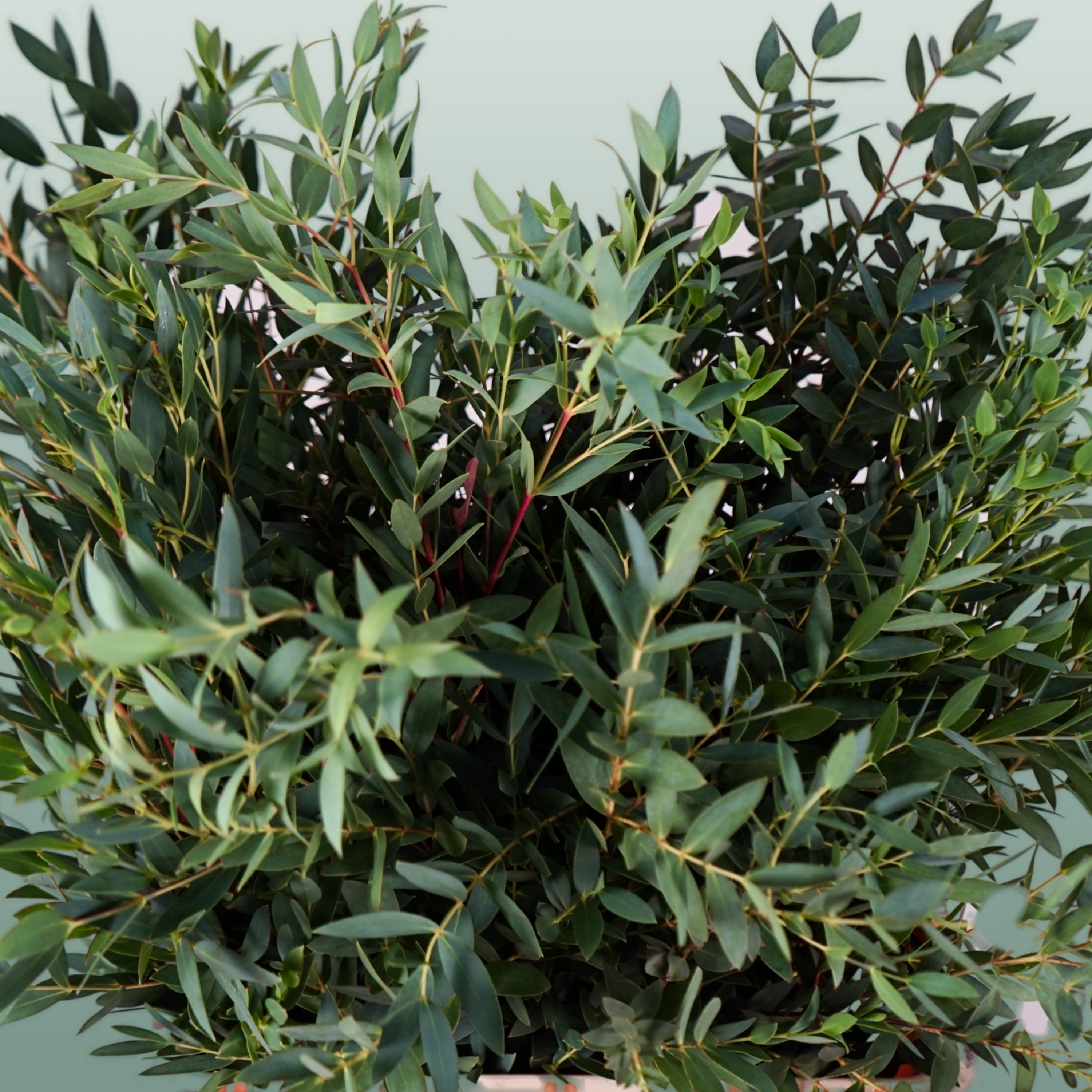 Eucalyptus - Eucalyptus - Parvula per bos