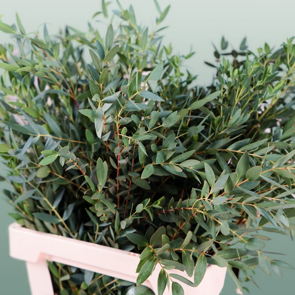 Eucalyptus - Eucalyptus - Parvula per bos