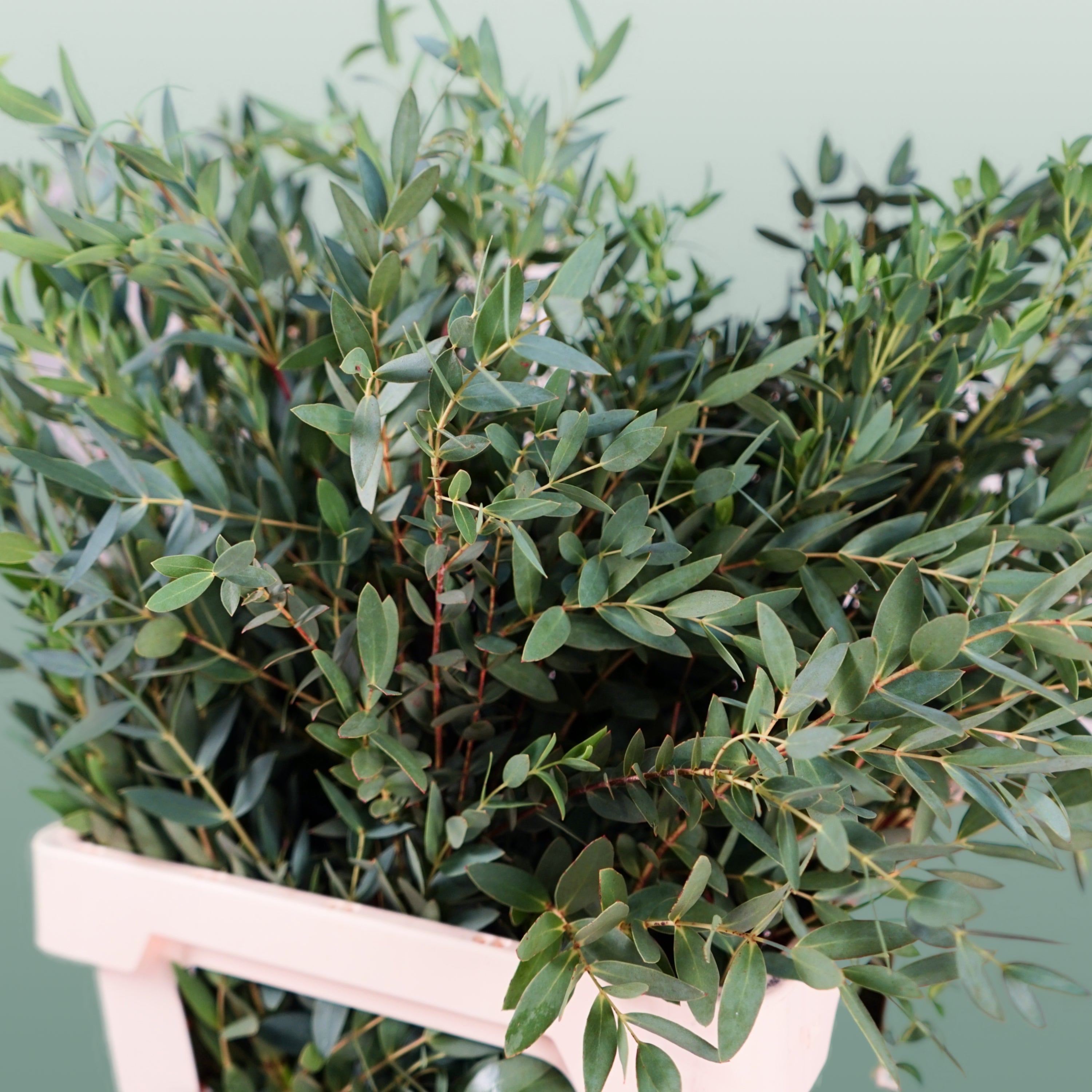 Eucalyptus - Eucalyptus - Parvula per bos