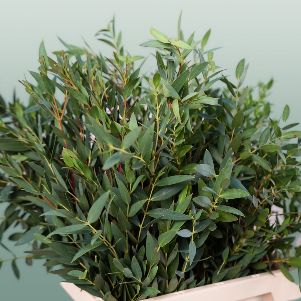 Eucalyptus - Eucalyptus - Parvula per bos