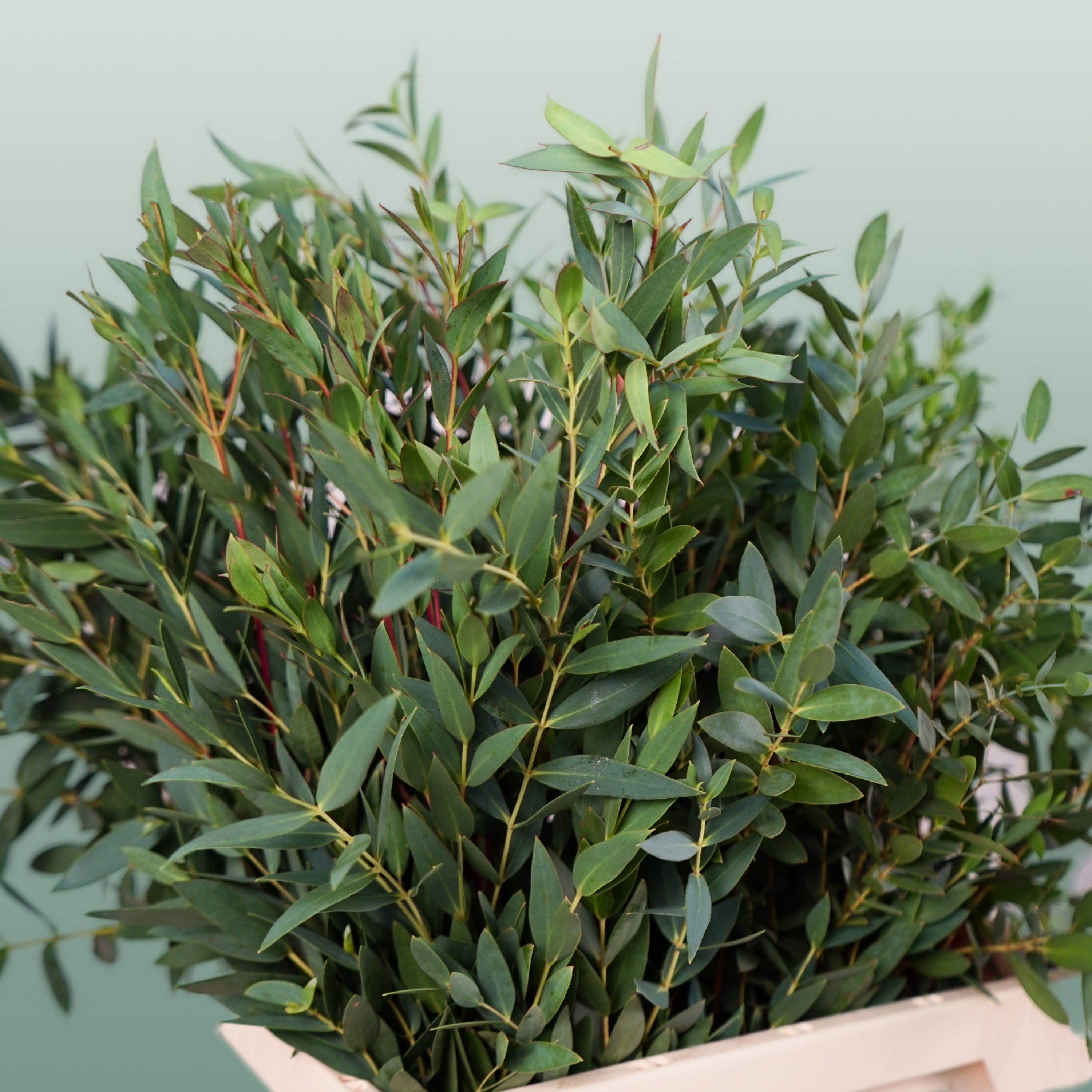 Eucalyptus - Eucalyptus - Parvula per bos