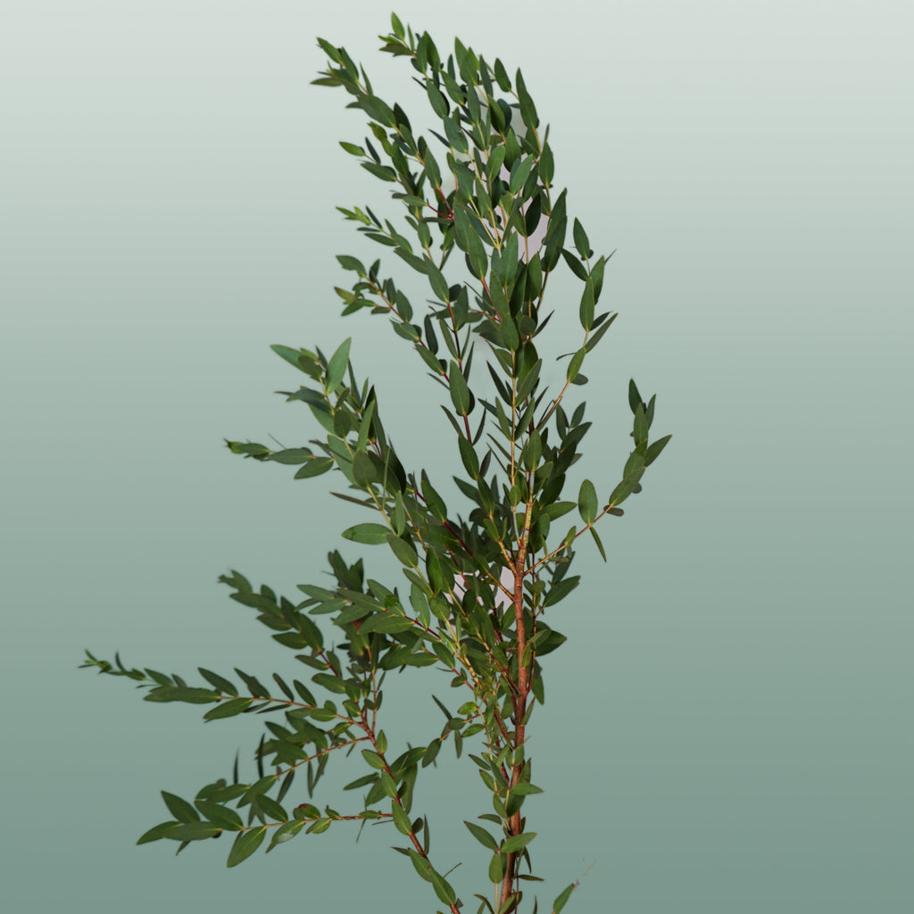 Eucalyptus - Eucalyptus - Parvula per bos
