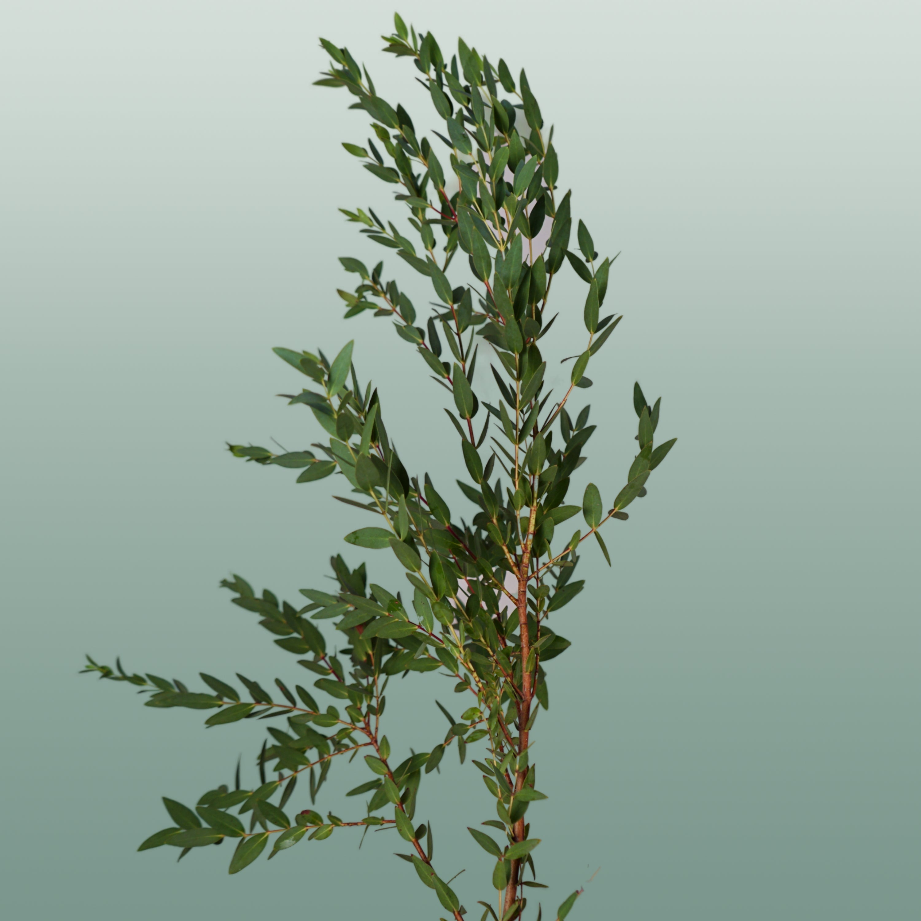 Eucalyptus - Eucalyptus - Parvula per bos
