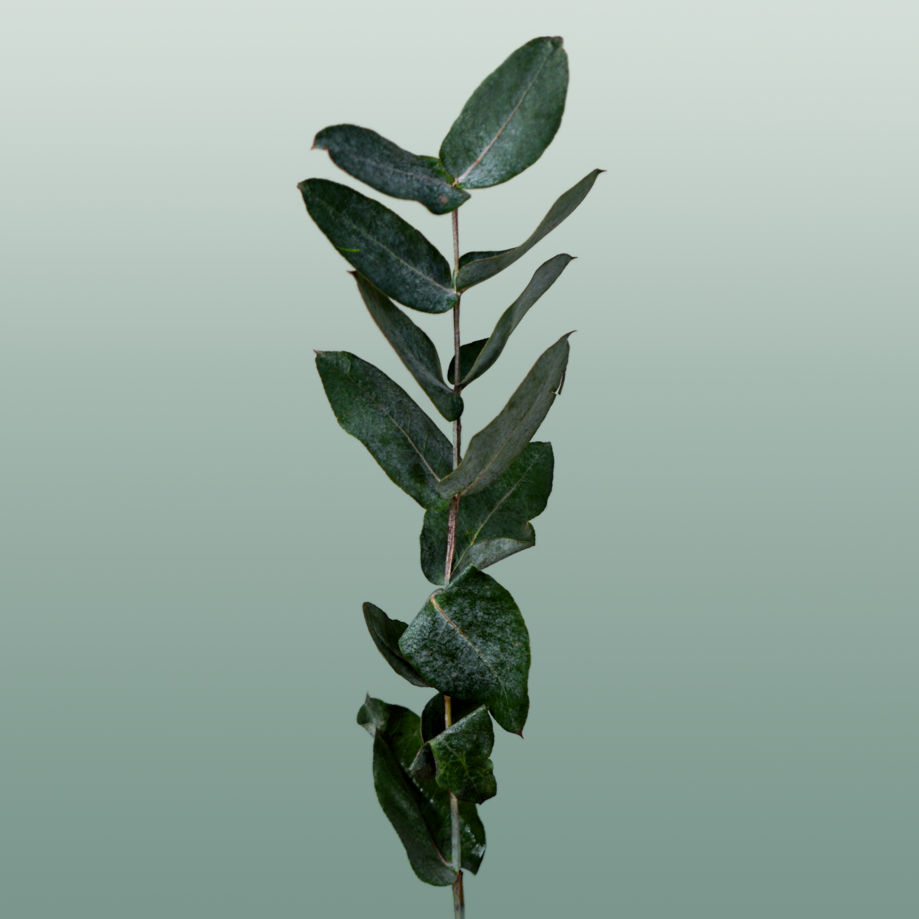 GR Eucalypthus Robusta (5 Bunches)