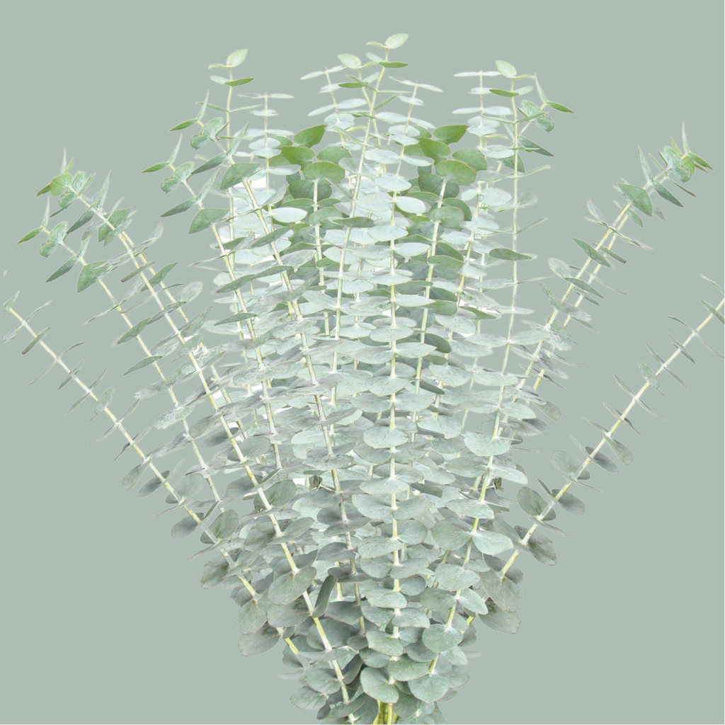 Eucalyptus - Eucalyptus - Baby Blue