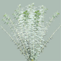 Eucalyptus - Eucalyptus - Baby Blue