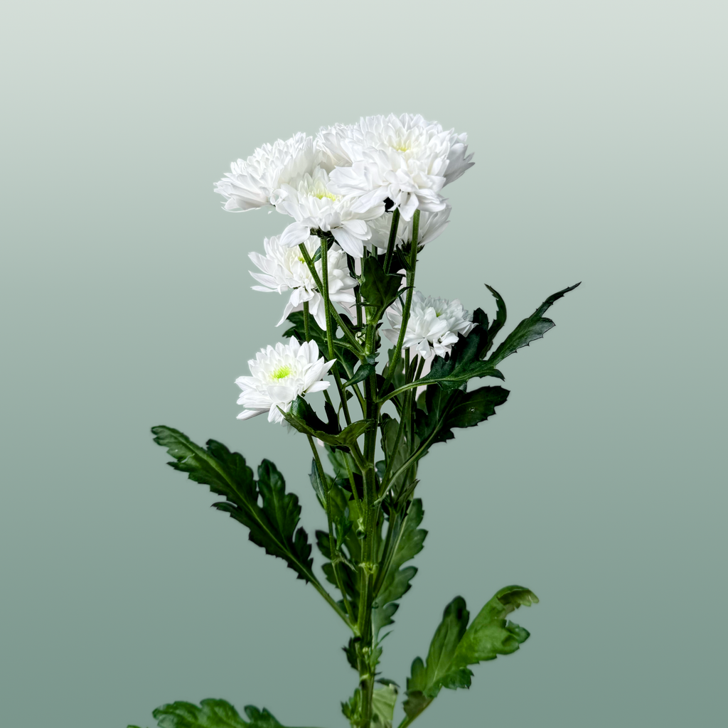 Spray Chrysanthemum - Chrysanthemum - Euro