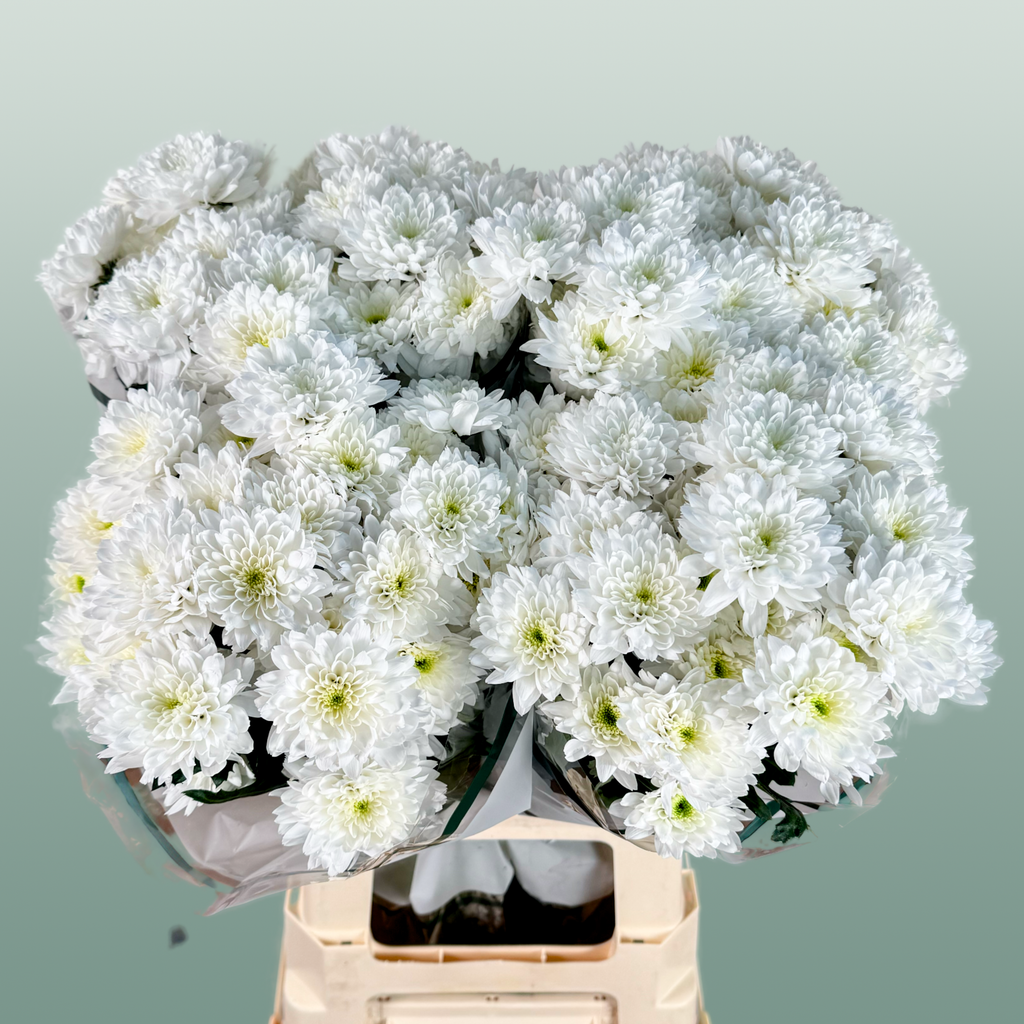 Spray Chrysanthemum - Chrysanthemum - Euro