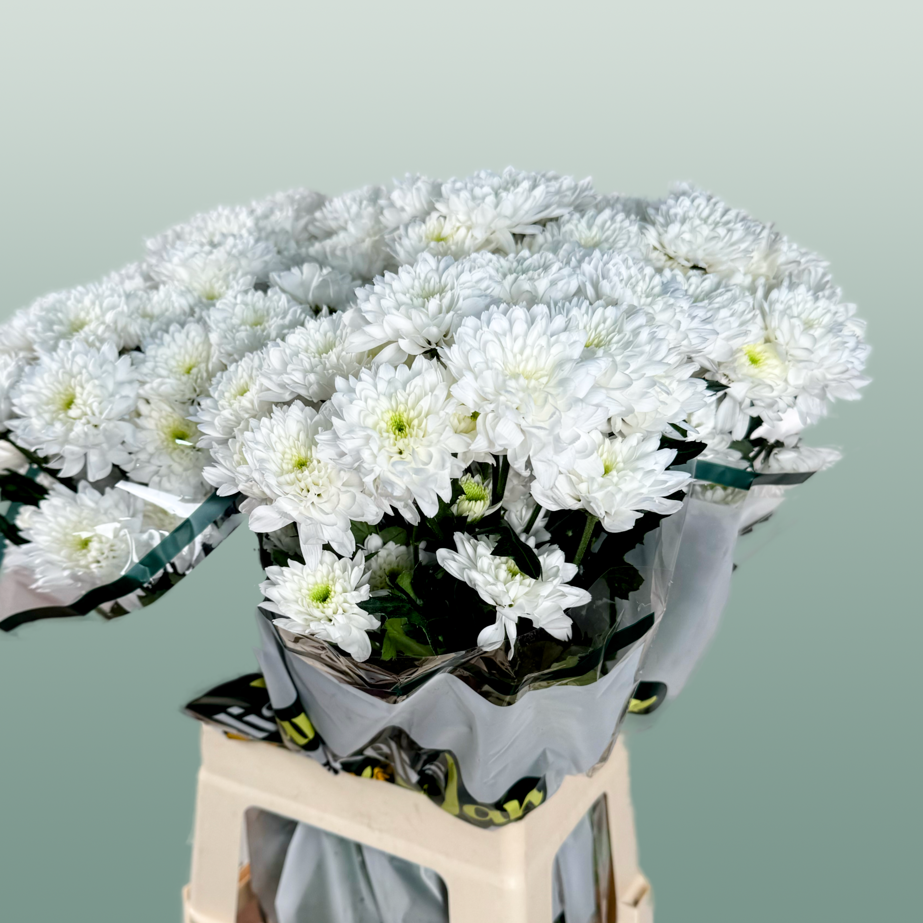 Spray Chrysanthemum - Chrysanthemum - Euro