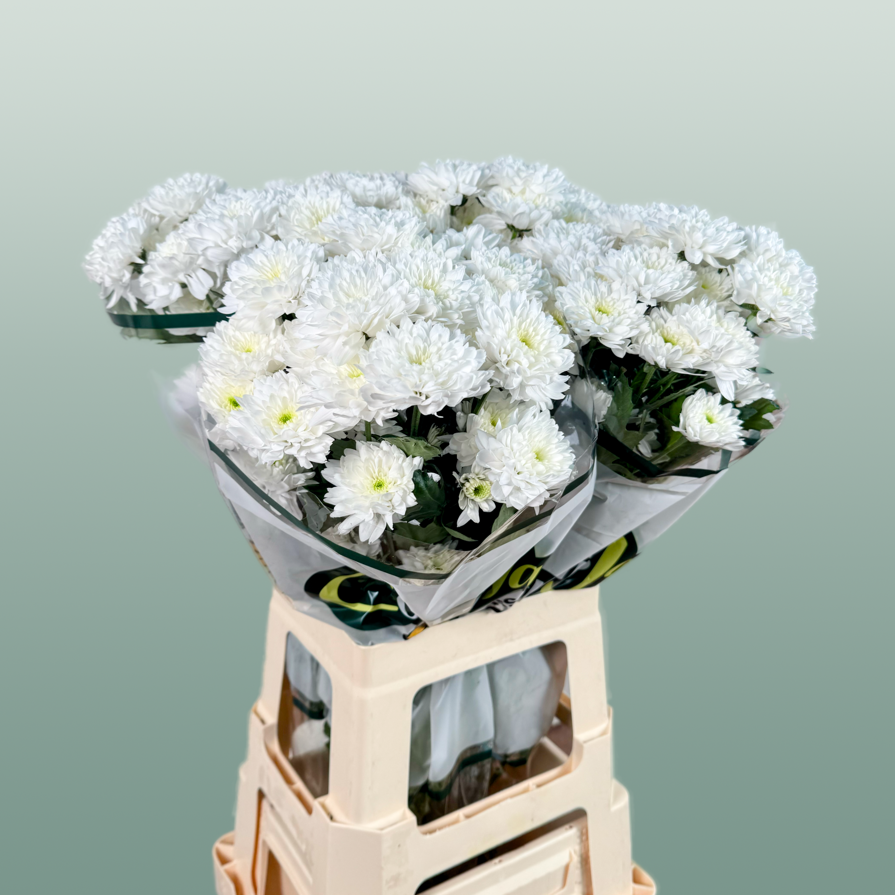 Spray Chrysanthemum - Chrysanthemum - Euro