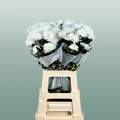 Spray Chrysanthemum - Chrysanthemum - Euro