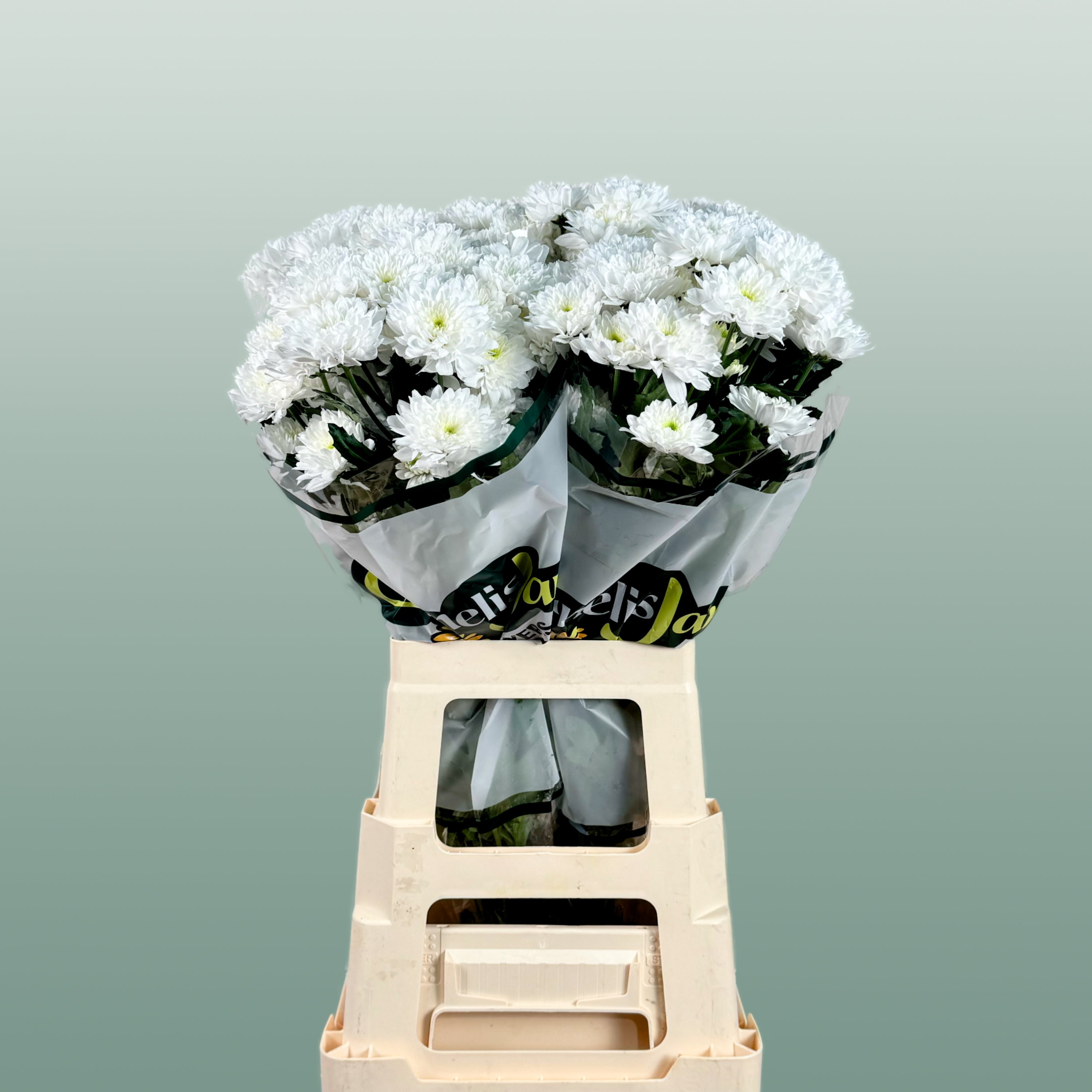 Spray Chrysanthemum - Chrysanthemum - Euro