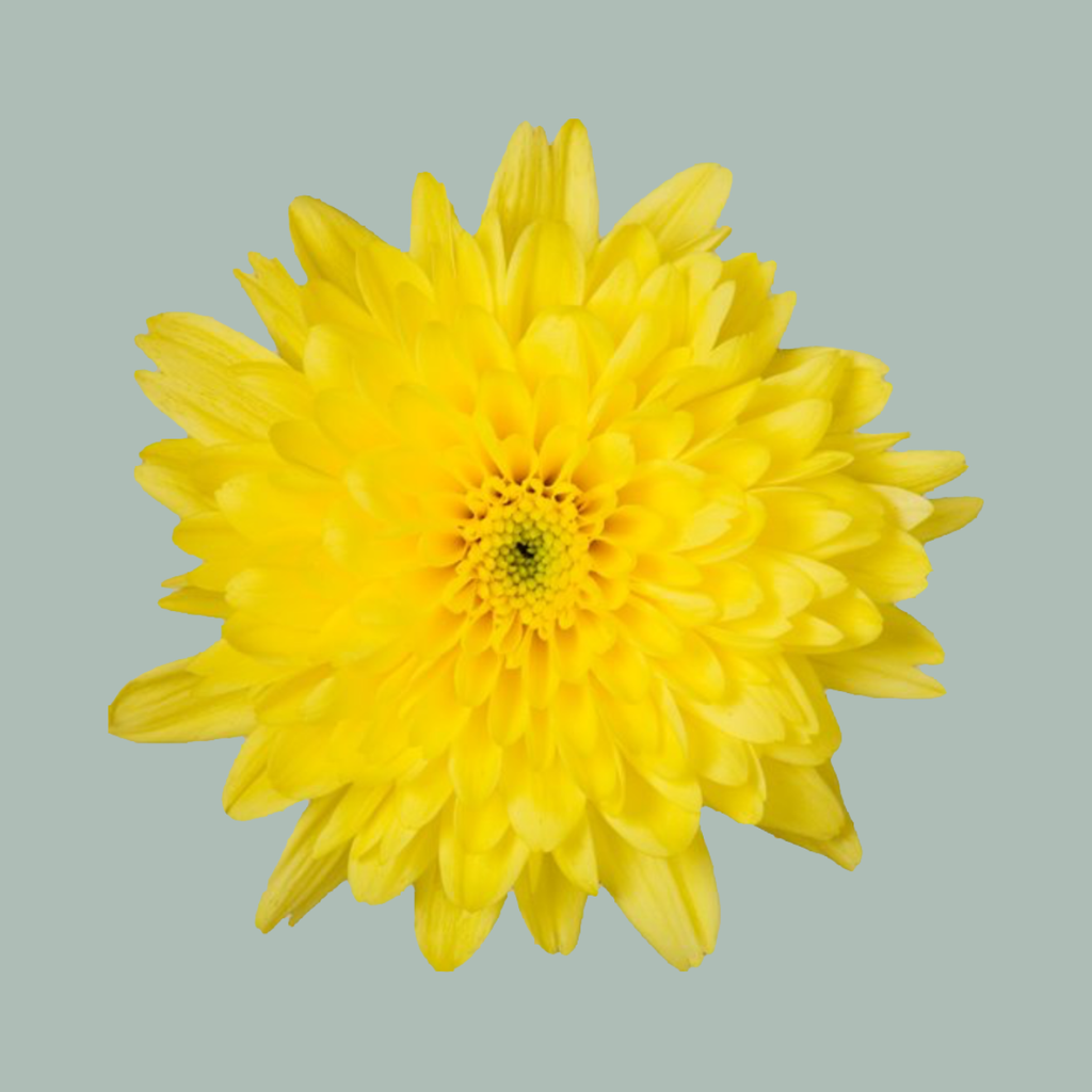 Chrysanthemum Euro Sunny (20 Stems)