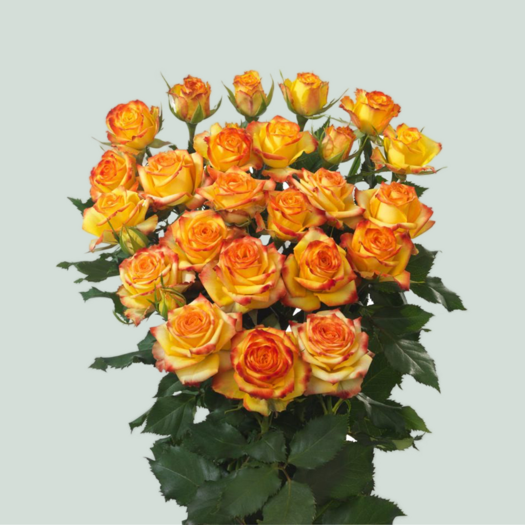 Spray Rose - Rosa - Eyeliner