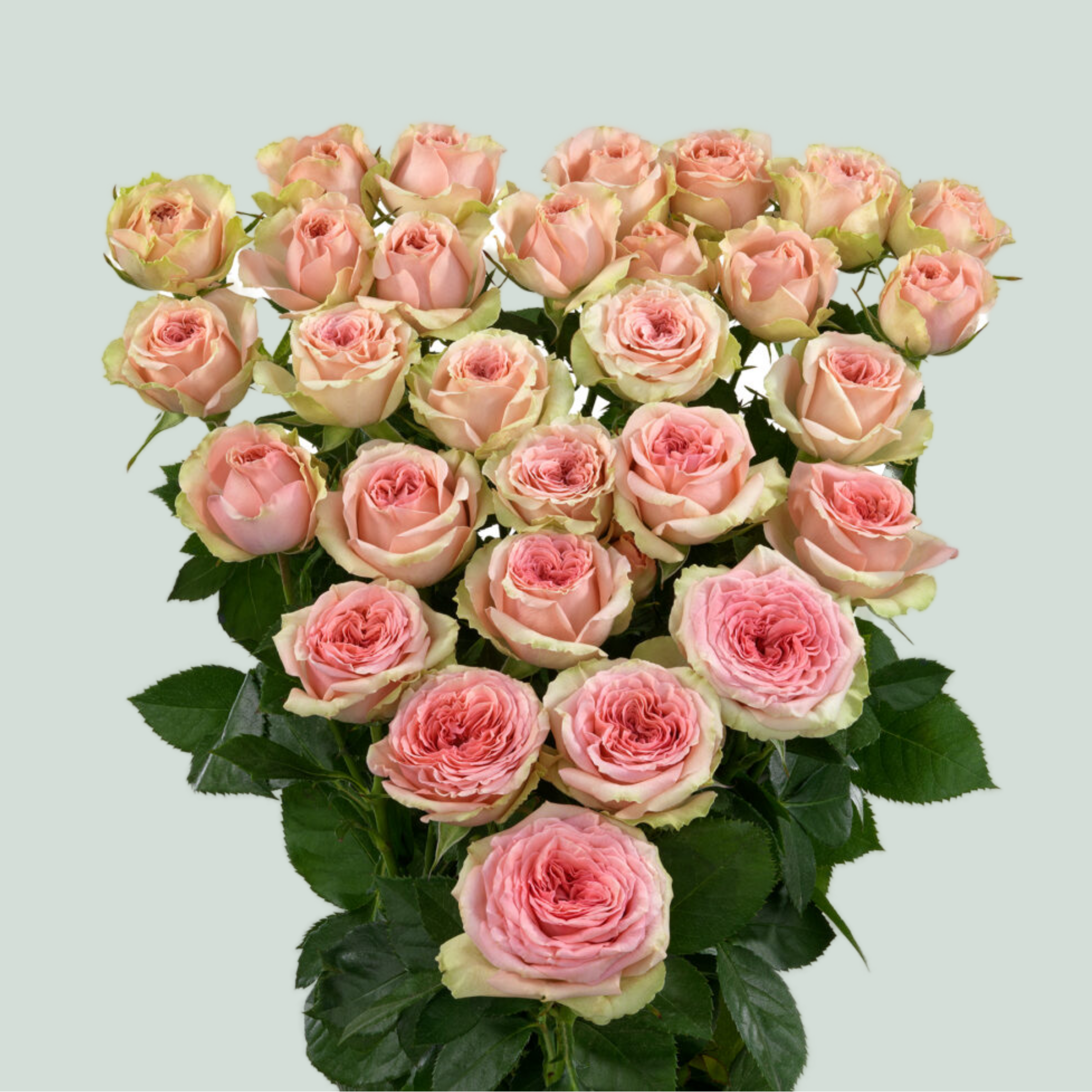 Spray Rose Fancy