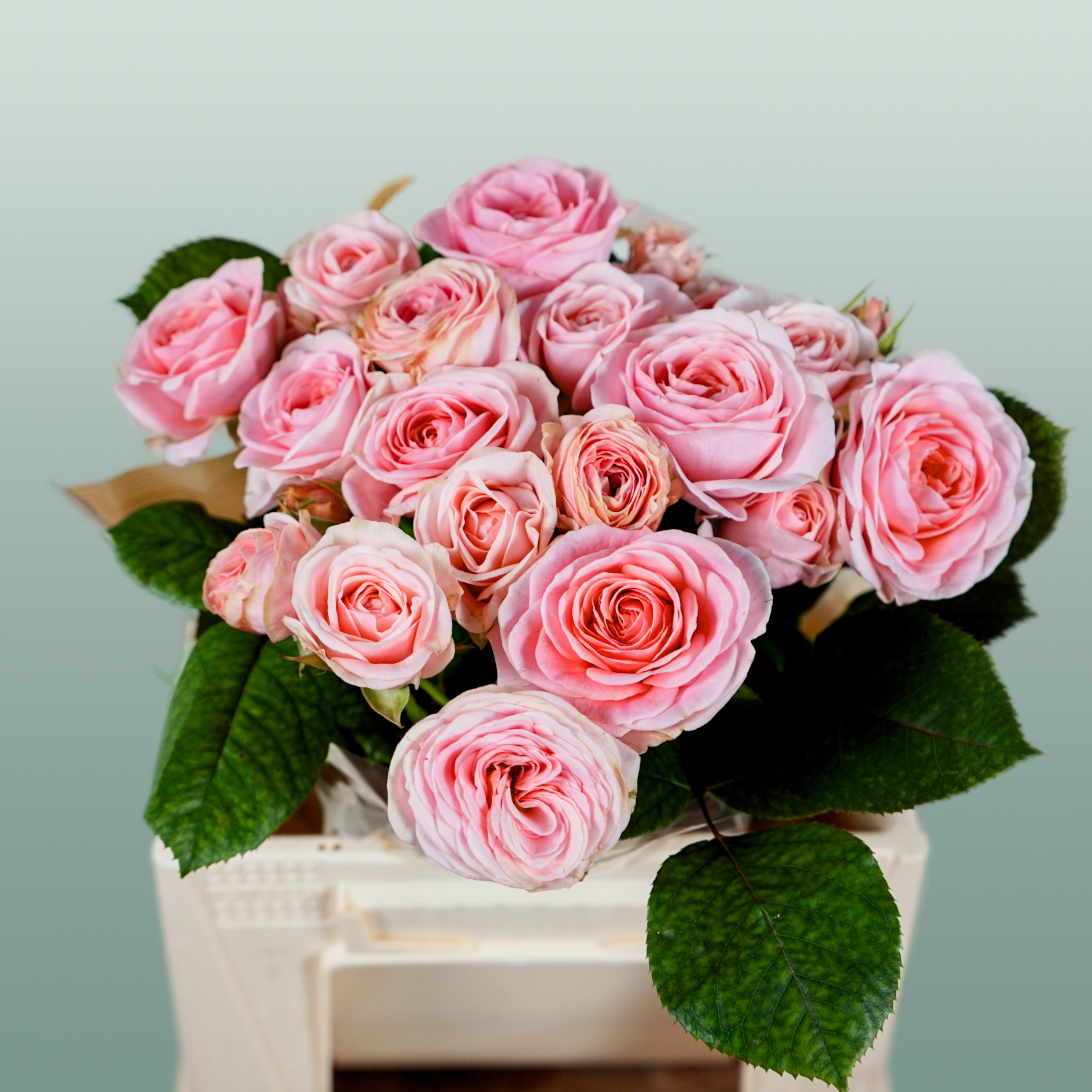 Spray Rose - Rosa - Loves Me with Fatal Attraction
