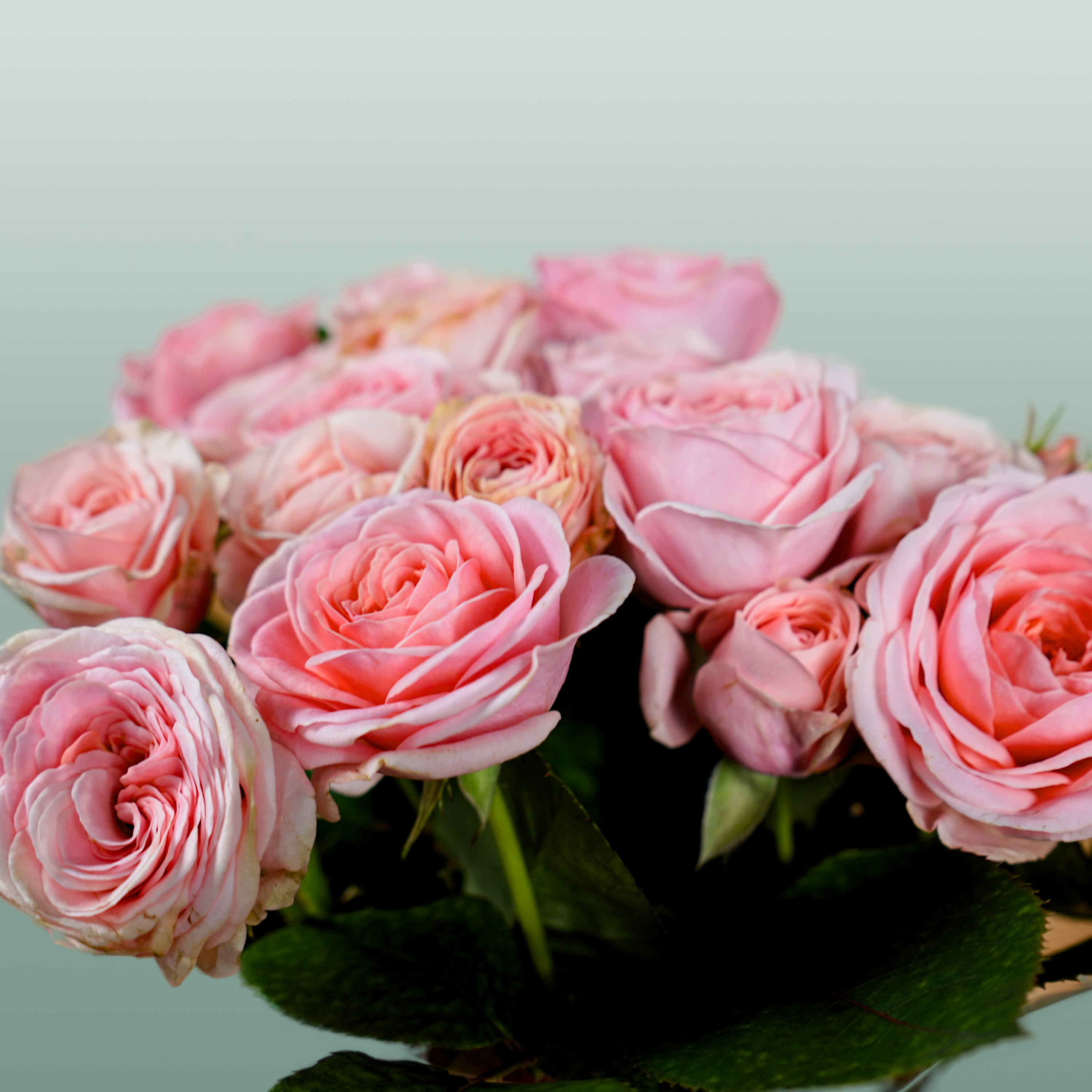 Spray Rose - Rosa - Loves Me with Fatal Attraction