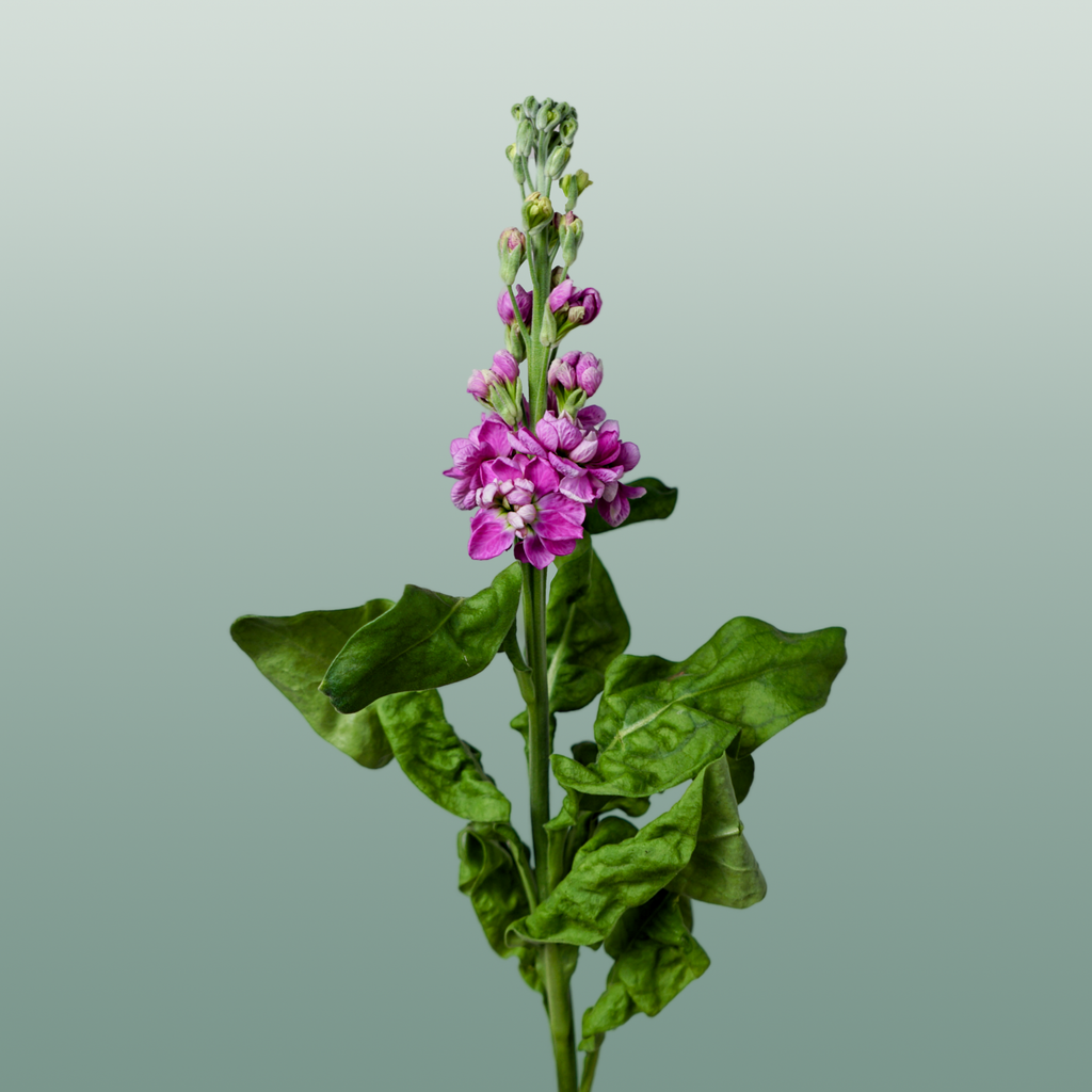 Matthiola Fedora