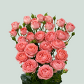 Spray Rose Femke
