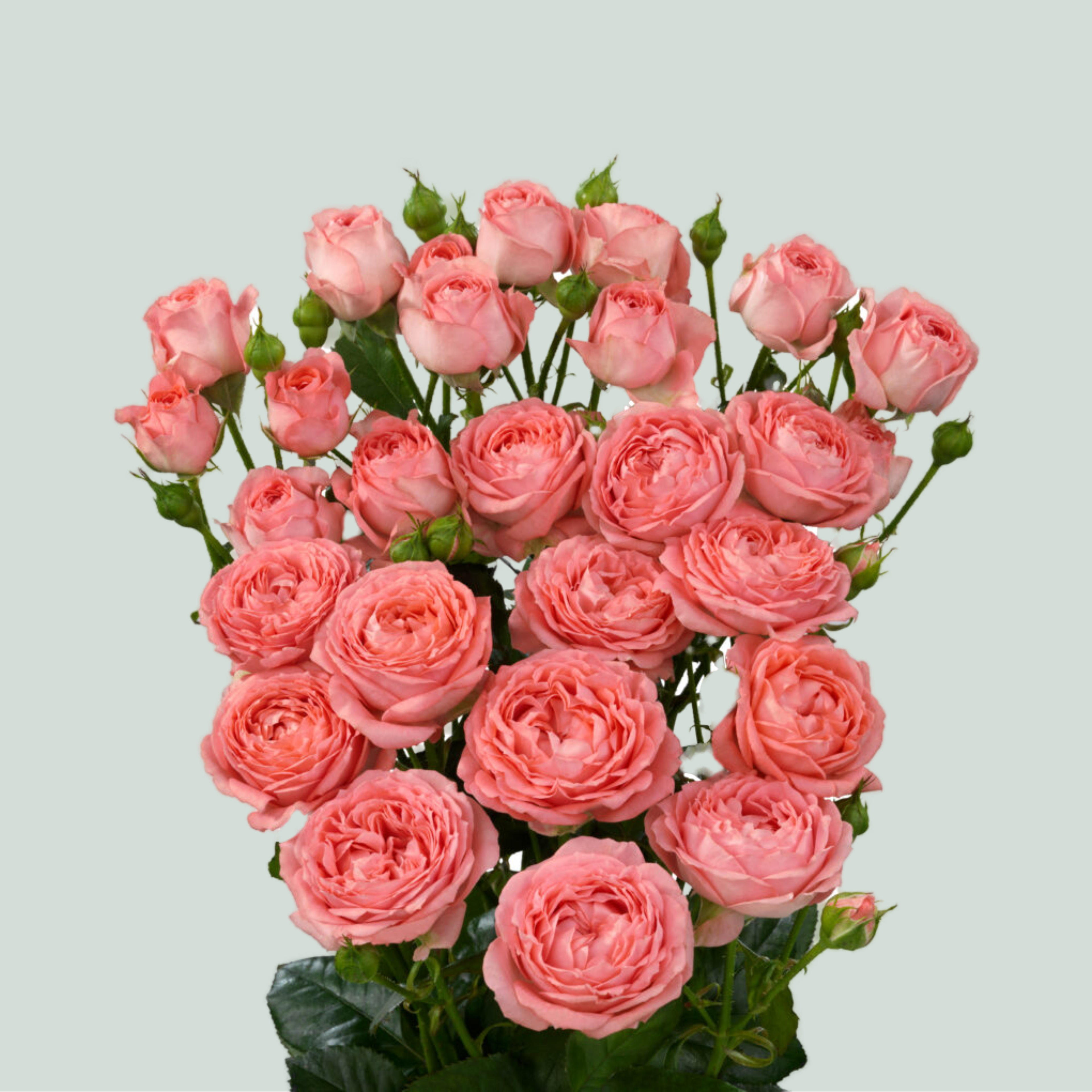 Spray Rose Femke
