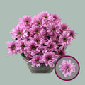 Chrysanthemum Spray Fianna