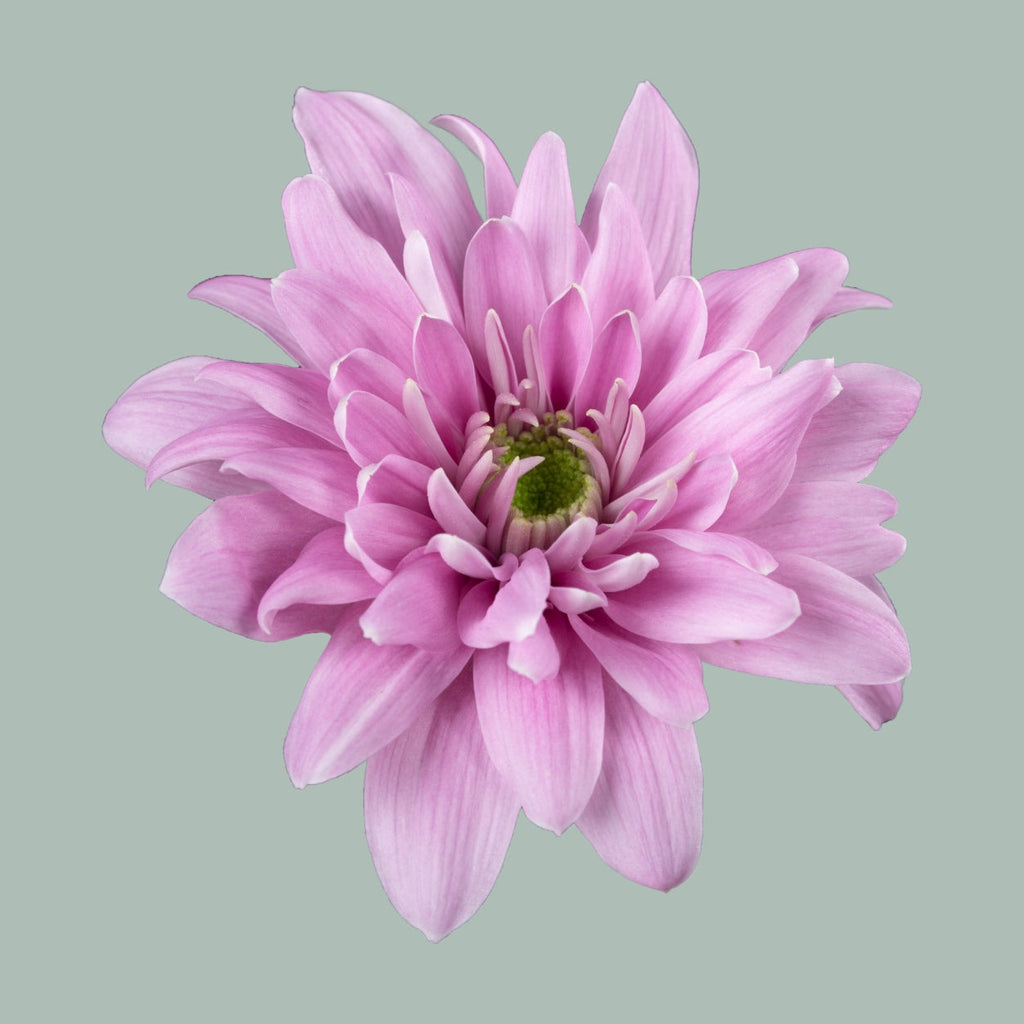 Chrysanthemum Spray Fianna