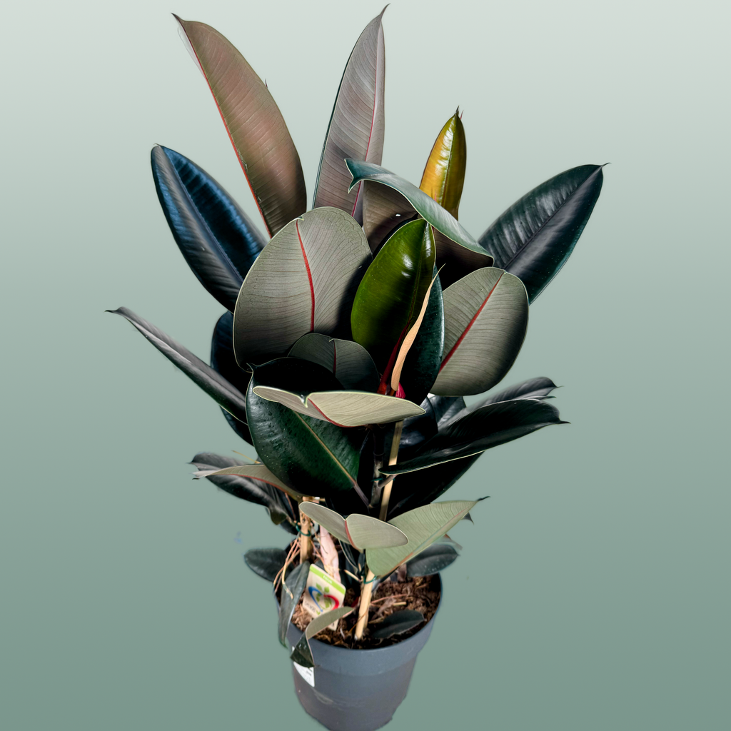 Ficus El Abidjan 3pp