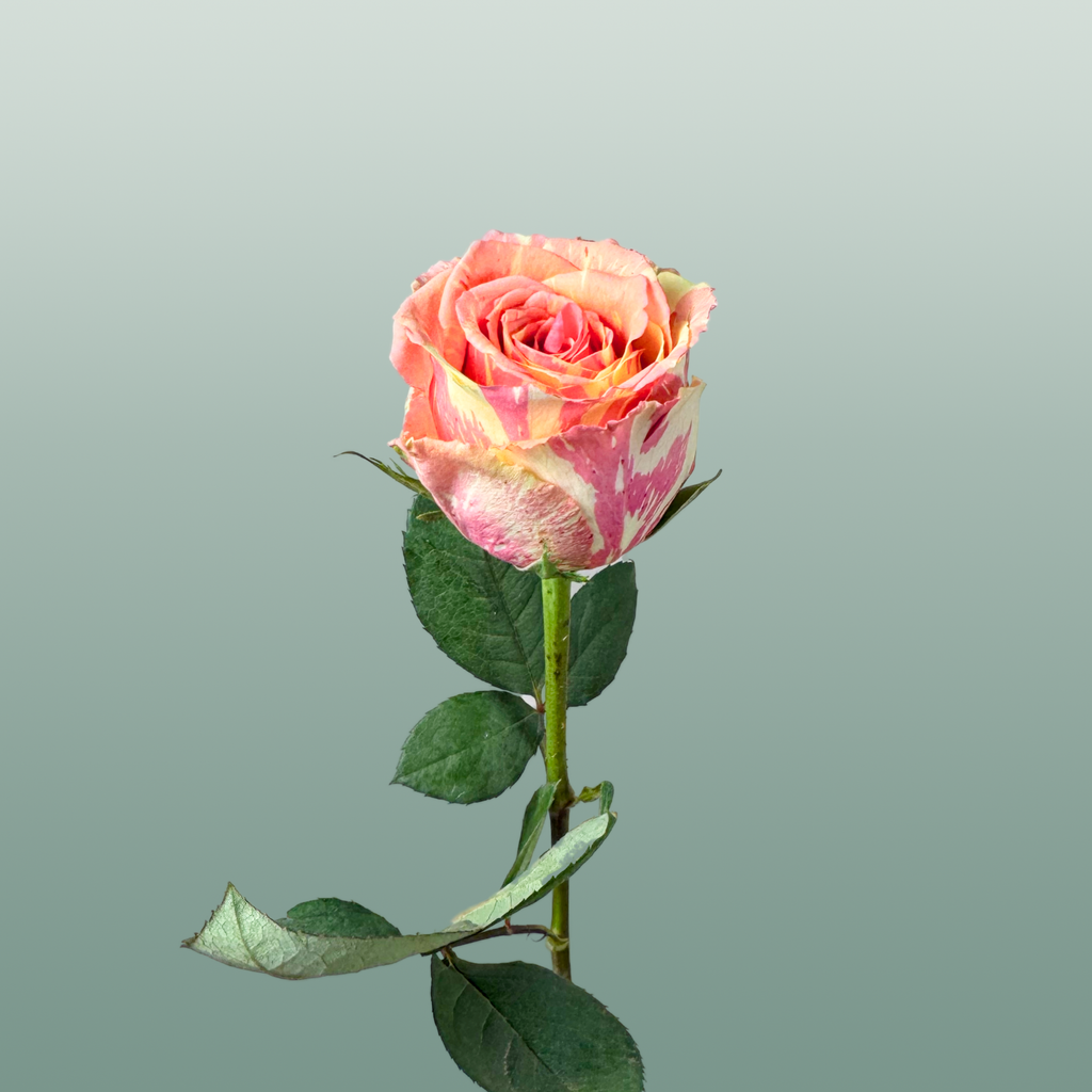 Rose Fiesta