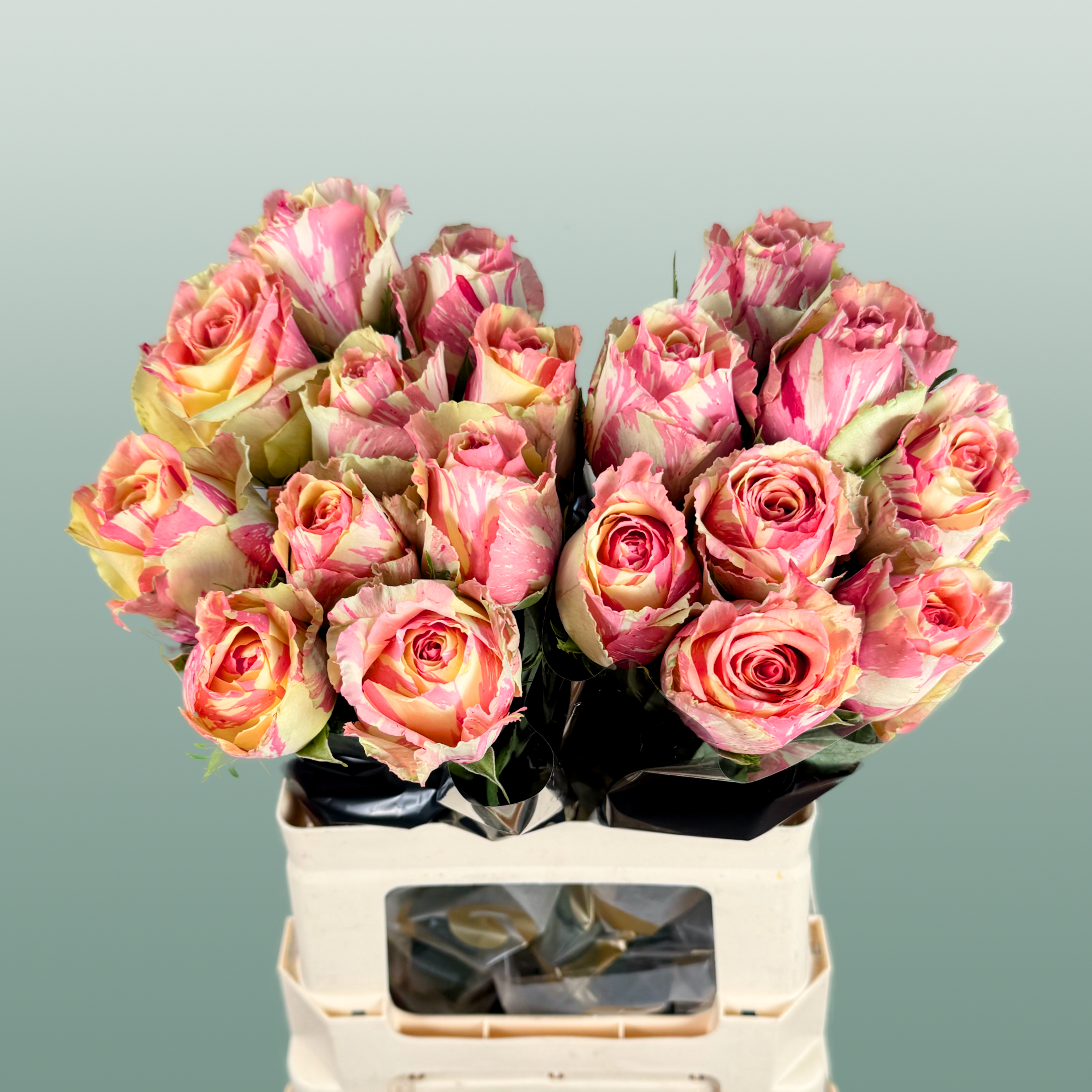 Rose Fiesta