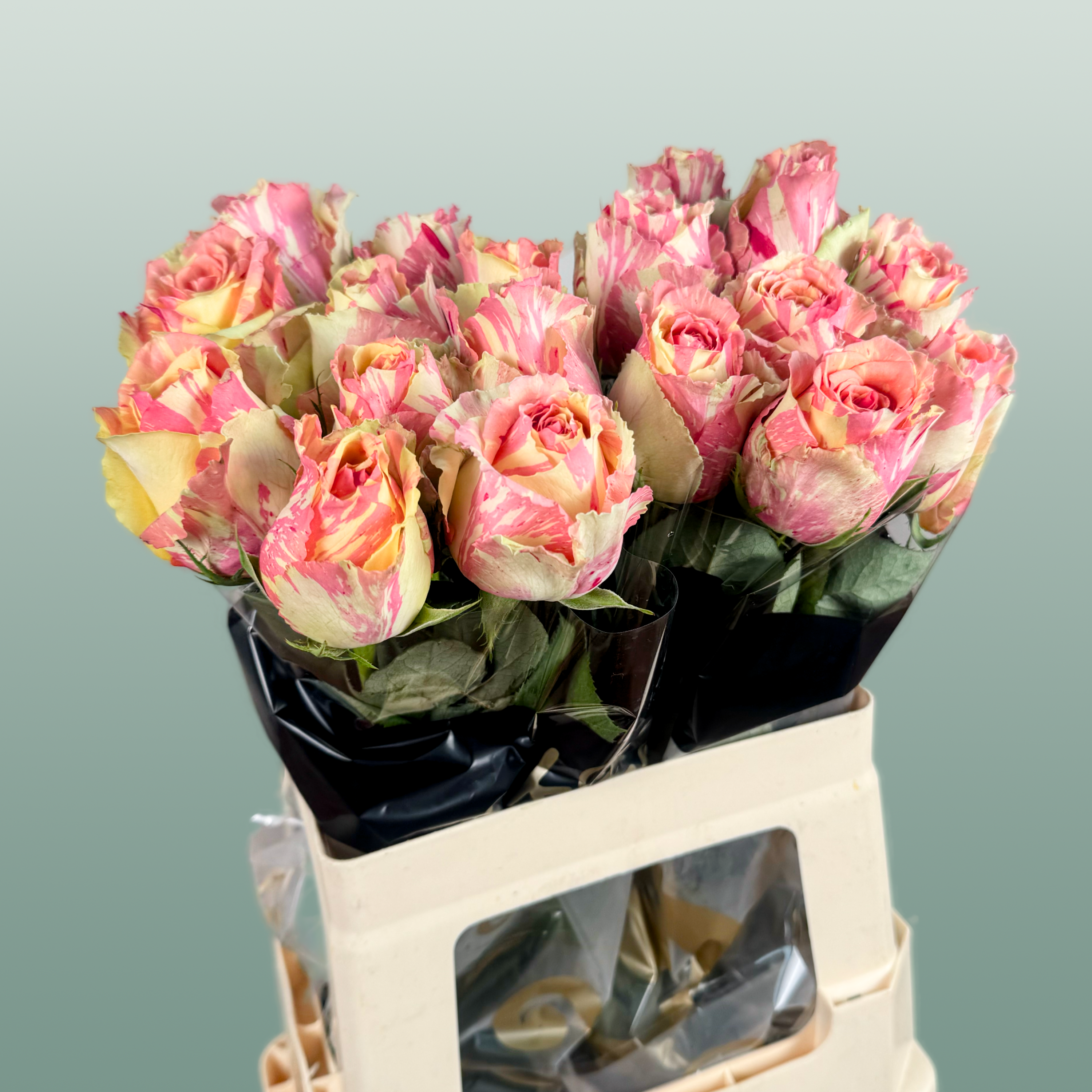 Rose Fiesta
