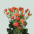 Spray Rose Fire Flash