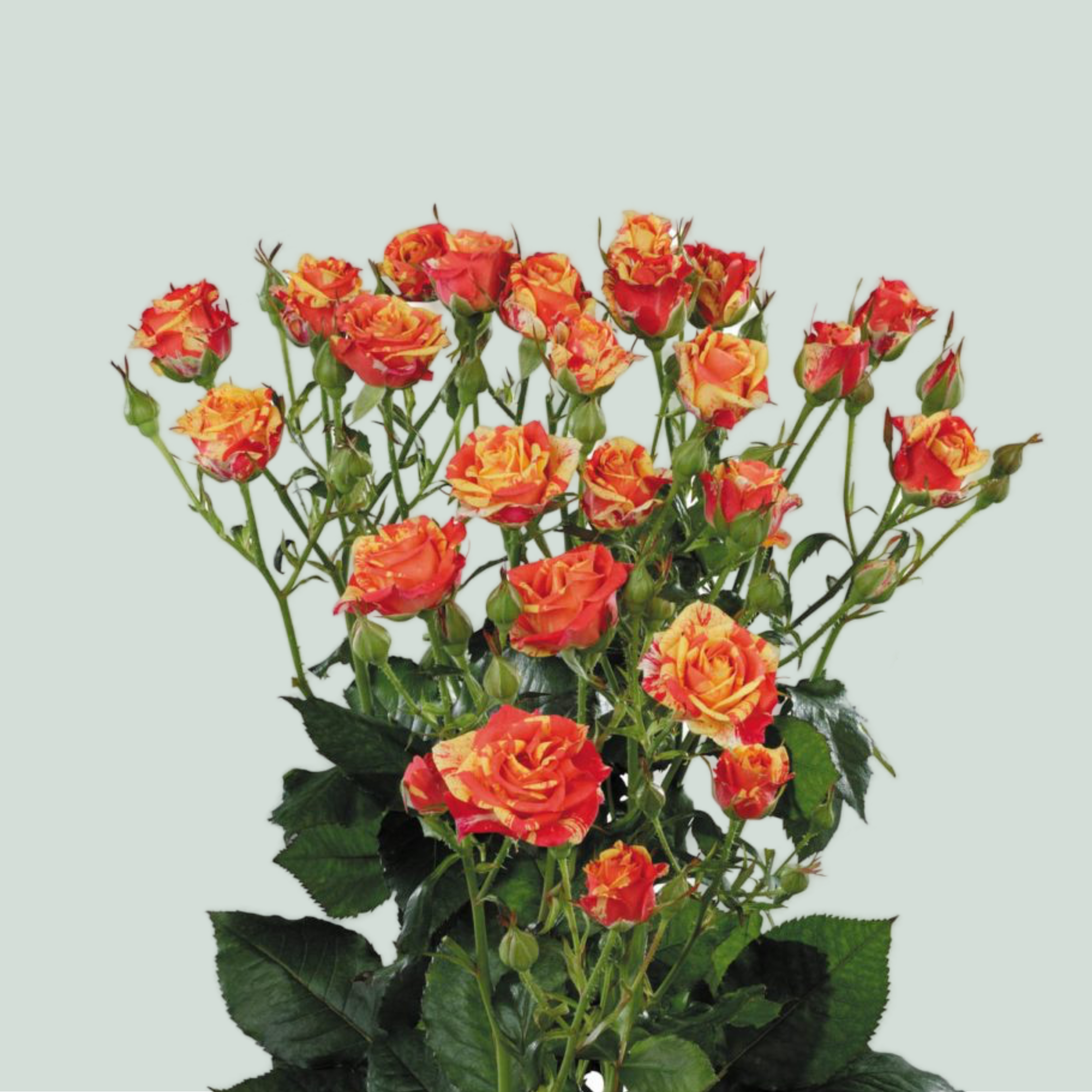 Spray Rose Fire Flash