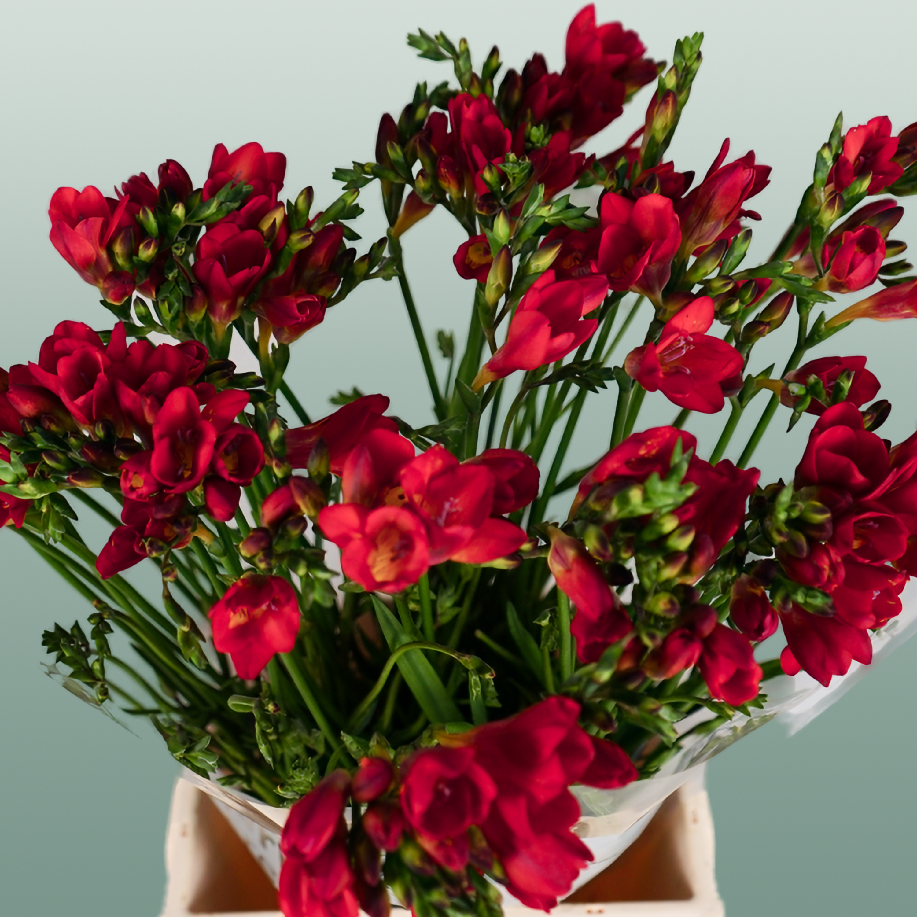 Freesia - Freesia - Fireball