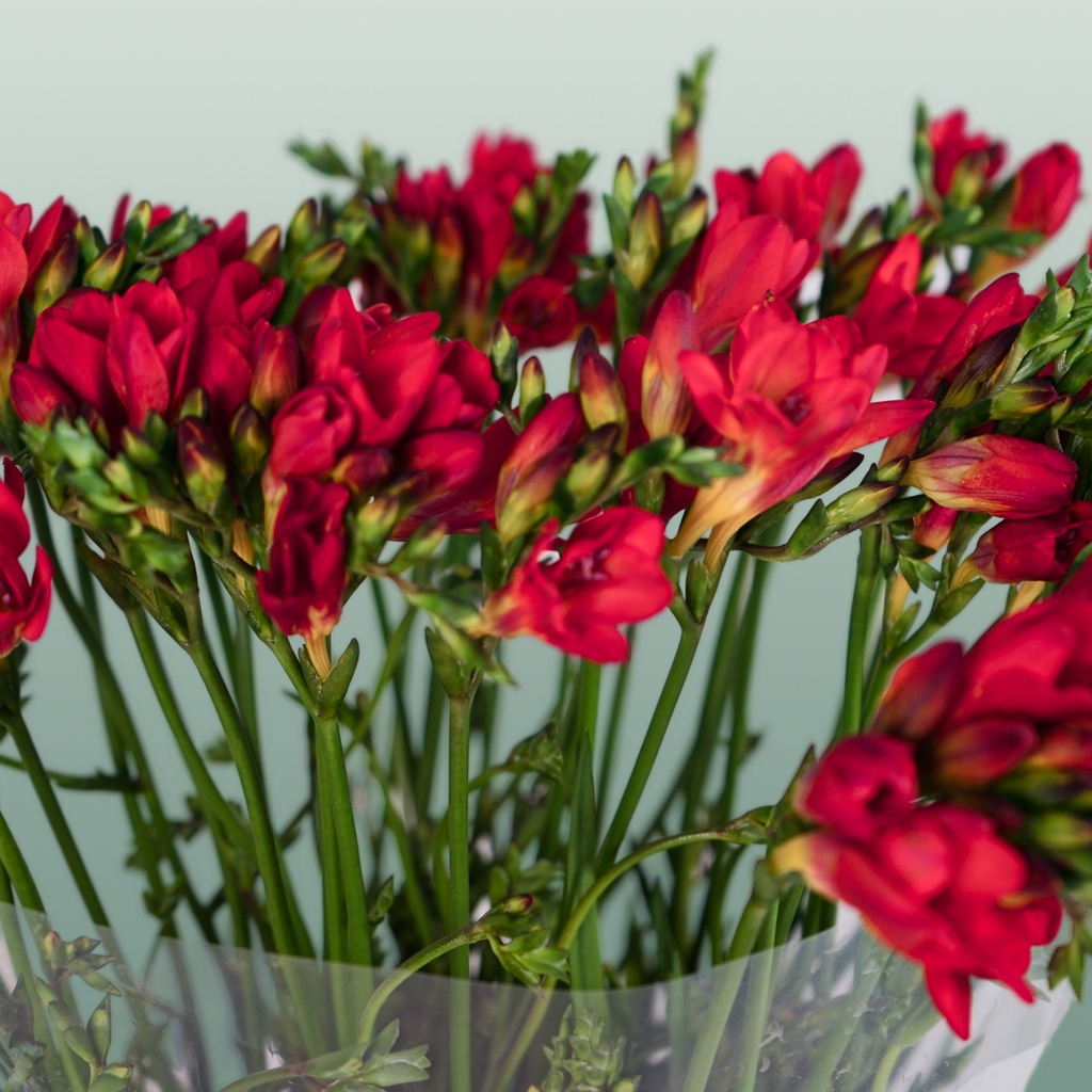 Freesia - Freesia - Fireball