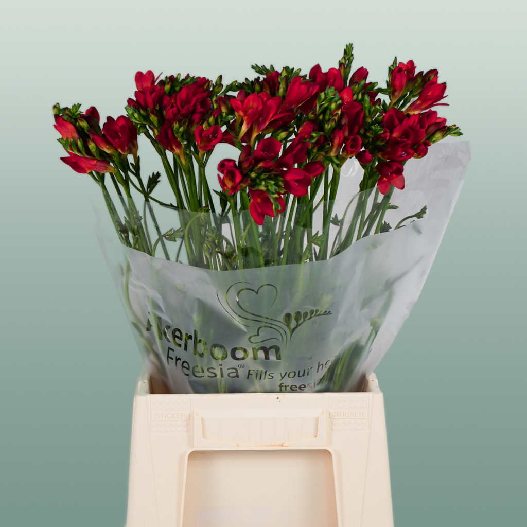 Freesia - Freesia - Fireball