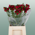 Freesia - Freesia - Fireball