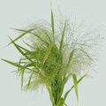 Panicum Fountain Grass