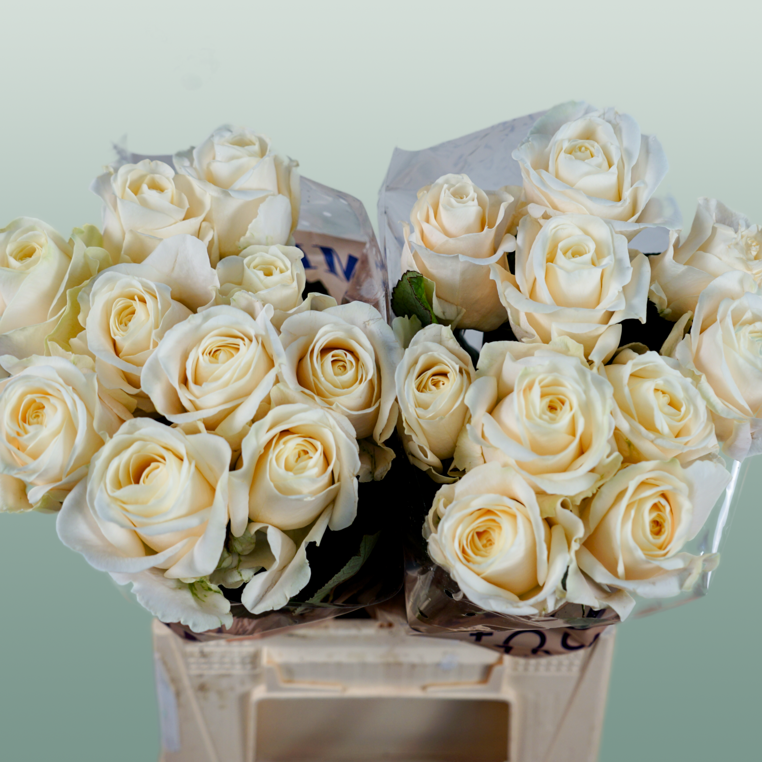Rose - Rosa - Four Seasons+