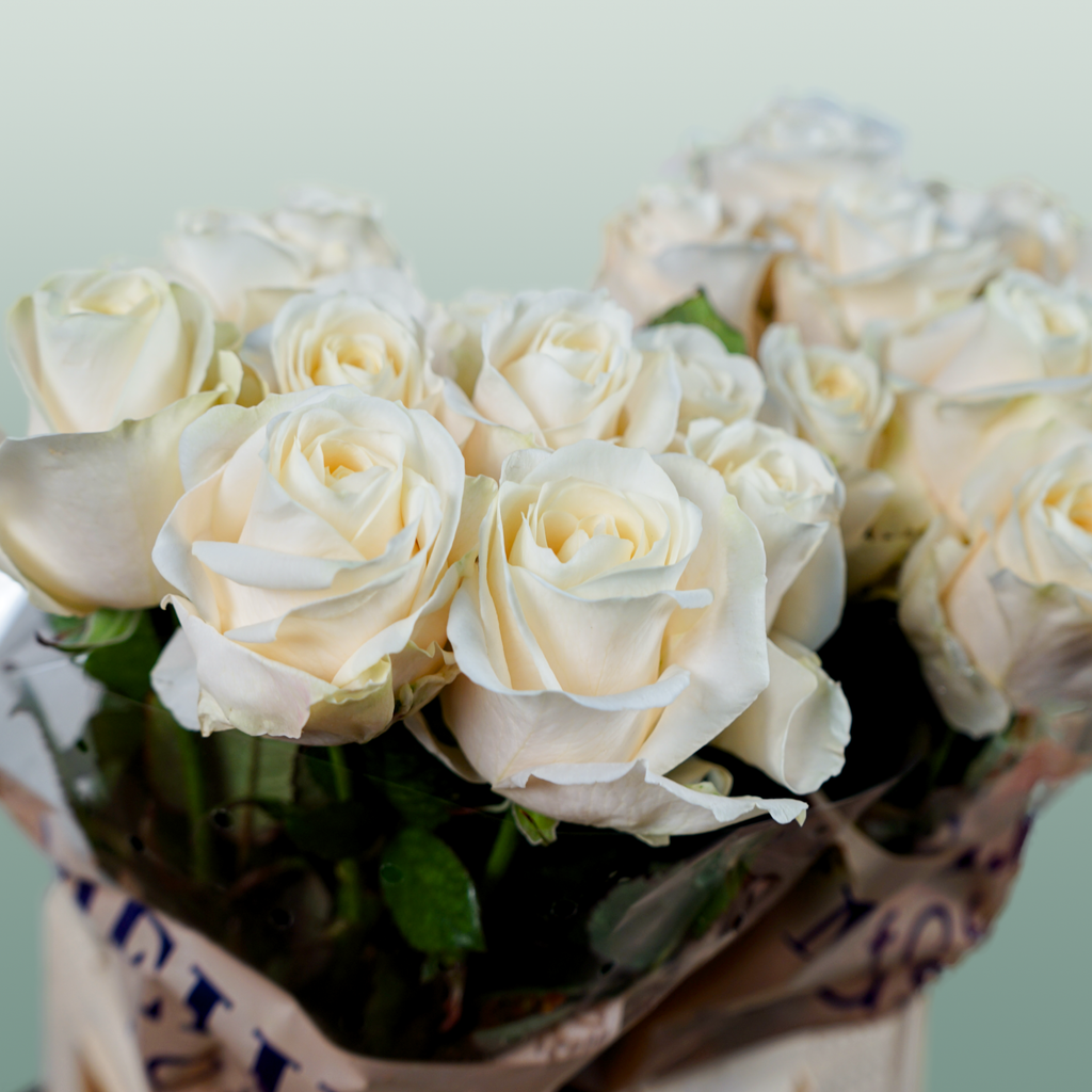 Rose - Rosa - Four Seasons+