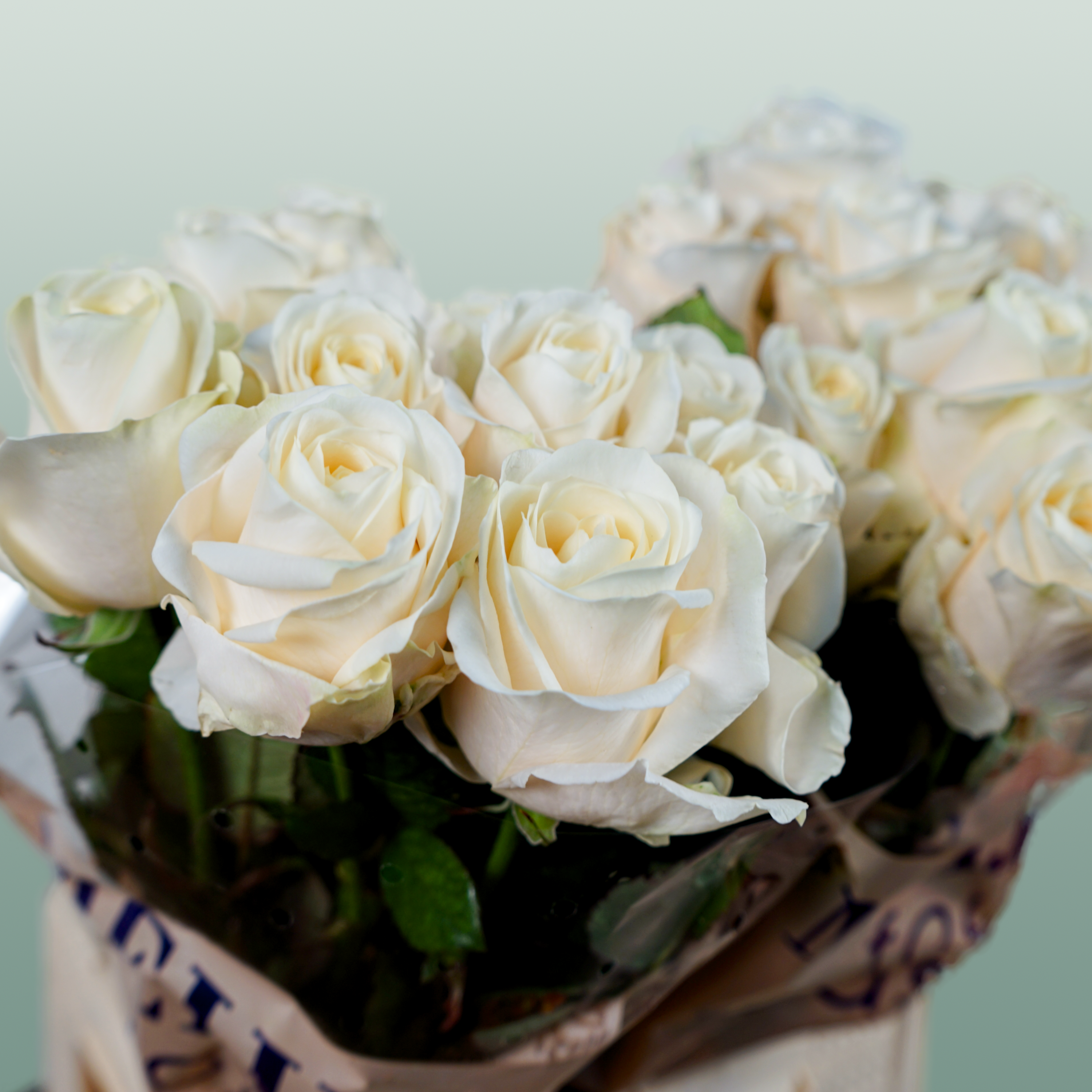 Rose - Rosa - Four Seasons+