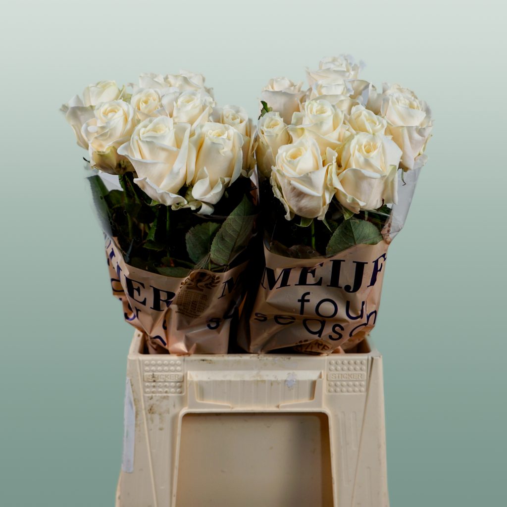 Rose - Rosa - Four Seasons+